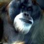 orangutan.jpg