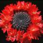 rebutia.jpg