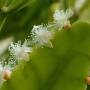 rhipsalis_pachyptera.jpg